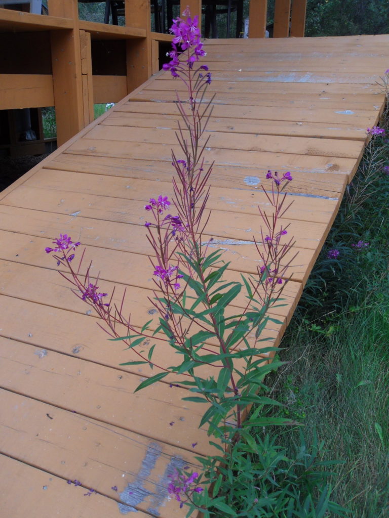 multi-branched fireweed